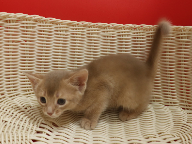 アビシニアンの子猫画像