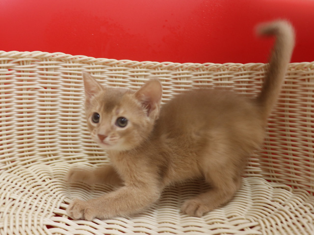 アビシニアンの子猫画像