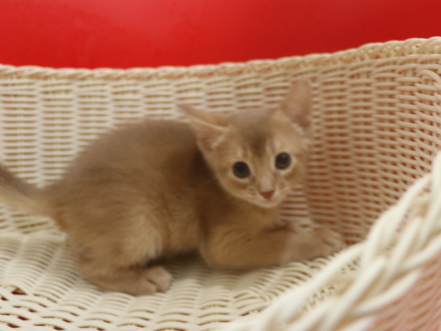 アビシニアンの子猫画像