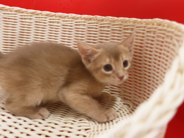 アビシニアンの子猫画像