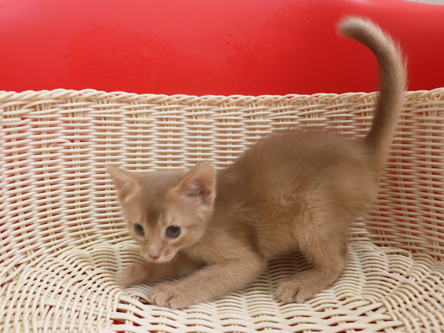 アビシニアンの子猫画像