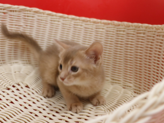 アビシニアンの子猫画像