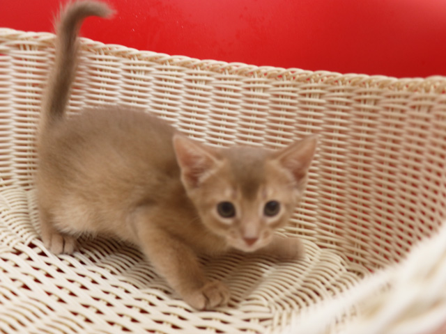アビシニアンの子猫画像