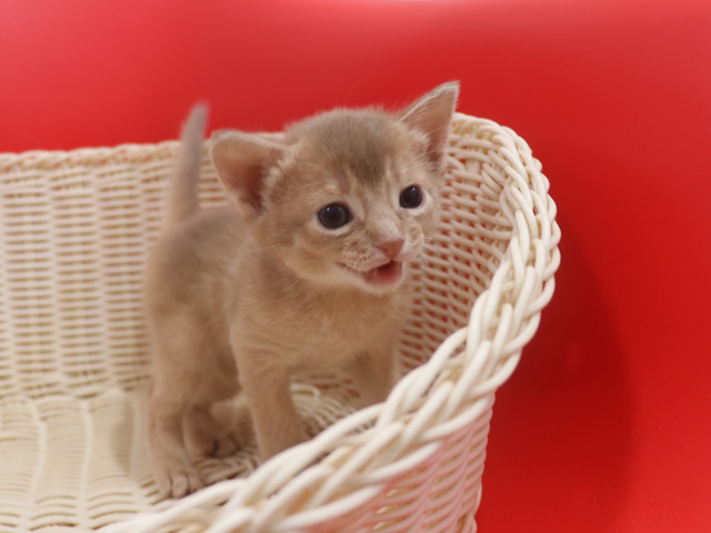 アビシニアンの子猫画像