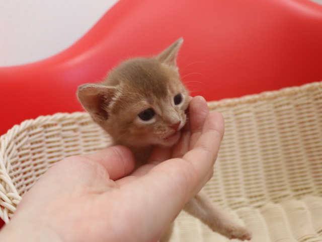アビシニアンの子猫画像