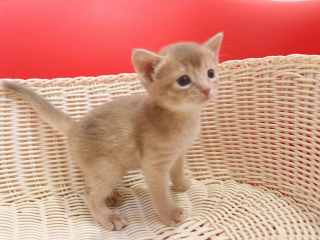 アビシニアンの子猫画像