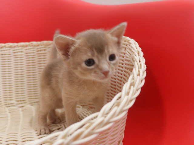 アビシニアンの子猫画像