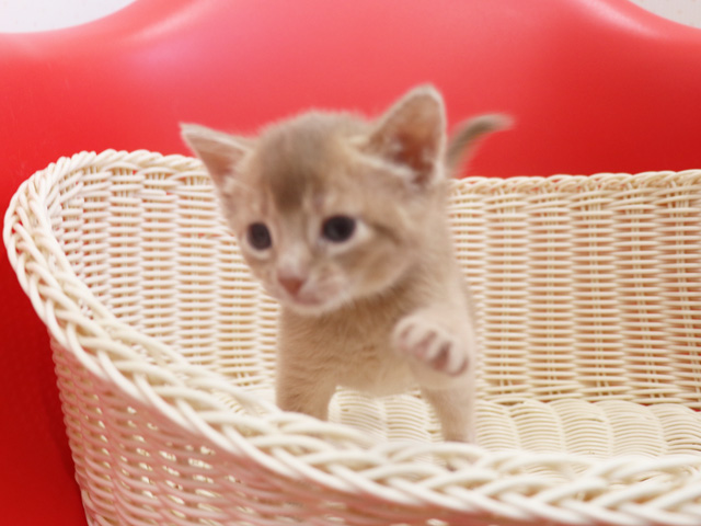 アビシニアンの子猫画像