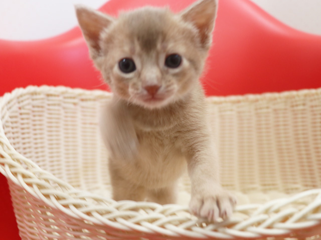 アビシニアンの子猫画像