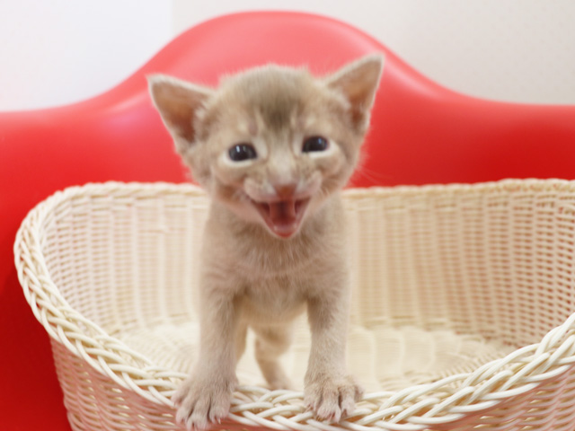 アビシニアンの子猫画像