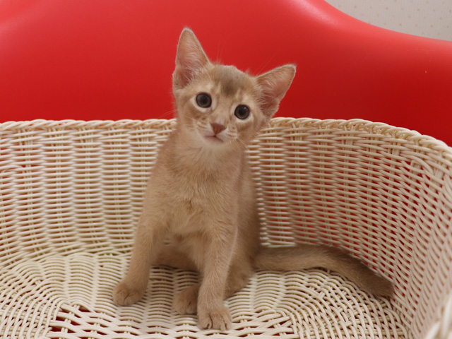 アビシニアンの子猫画像