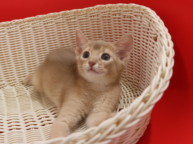 アビシニアンの子猫画像