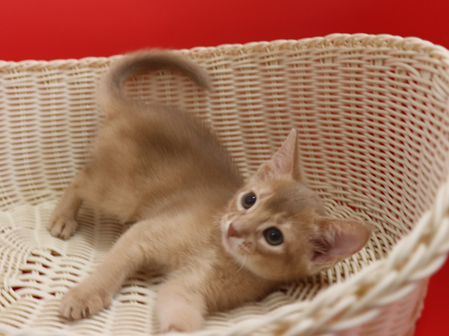 アビシニアンの子猫画像