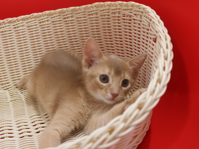 アビシニアンの子猫画像