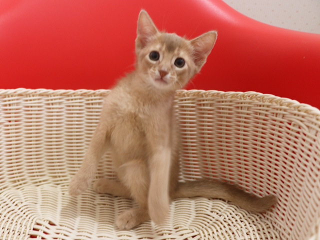 アビシニアンの子猫画像