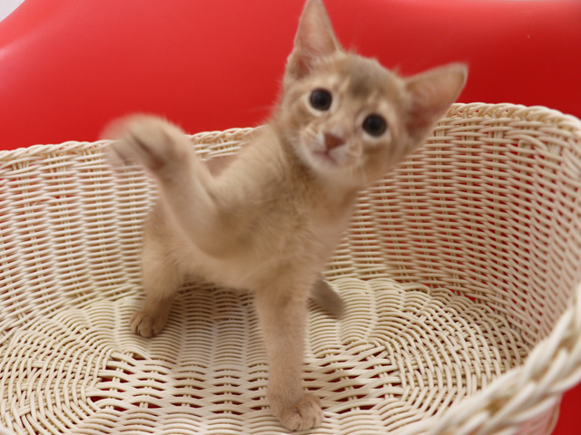 アビシニアンの子猫画像