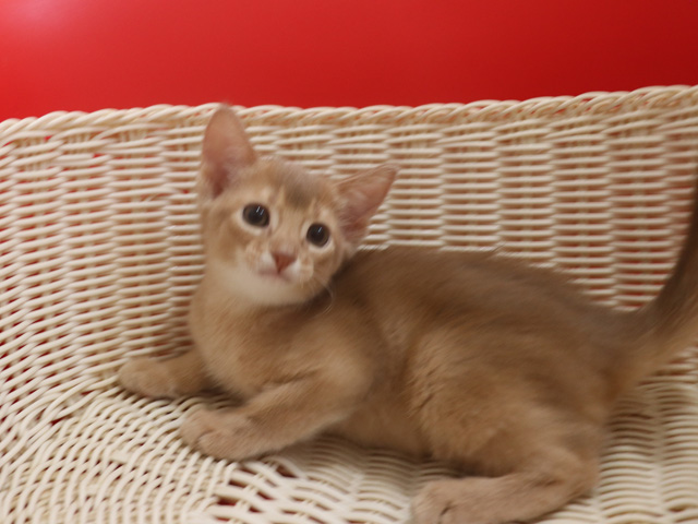 アビシニアンの子猫画像