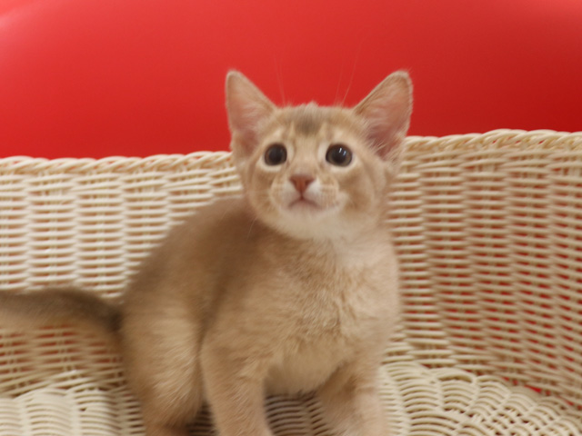 アビシニアンの子猫画像