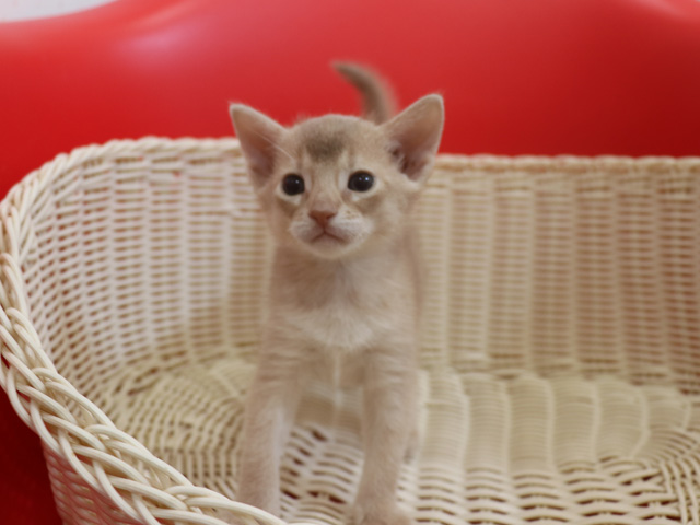 アビシニアンの子猫画像