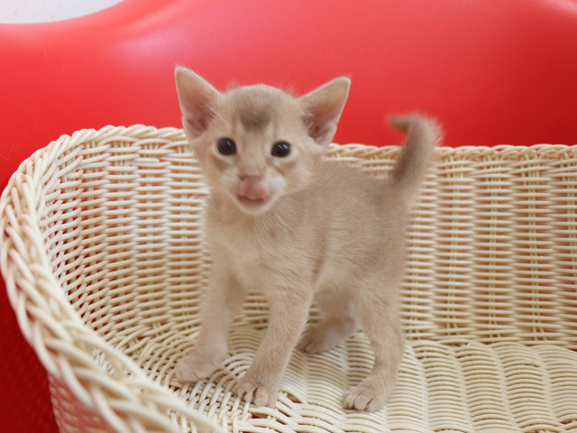 アビシニアンの子猫画像