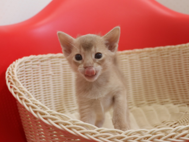 アビシニアンの子猫画像