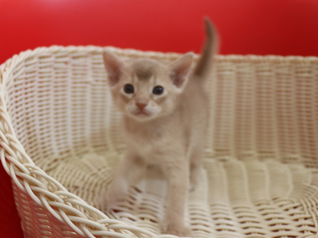 アビシニアンの子猫画像