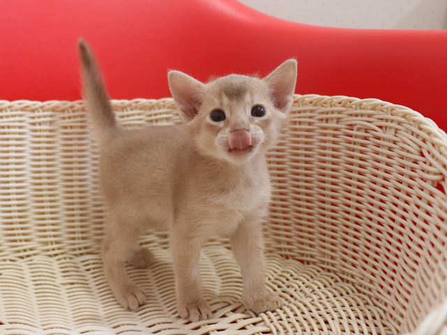 アビシニアンの子猫画像