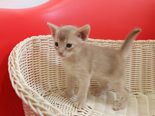 アビシニアンの子猫画像