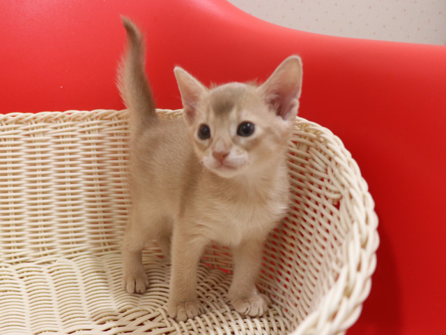 アビシニアンの子猫画像