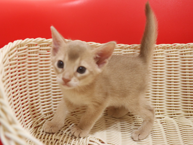 アビシニアンの子猫画像