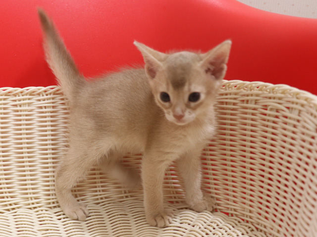 アビシニアンの子猫画像
