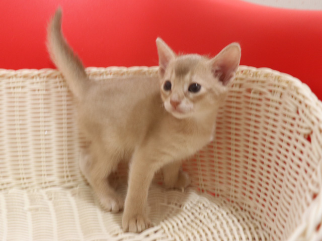 アビシニアンの子猫画像