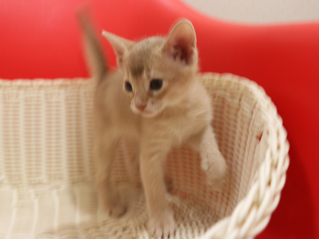 アビシニアンの子猫画像