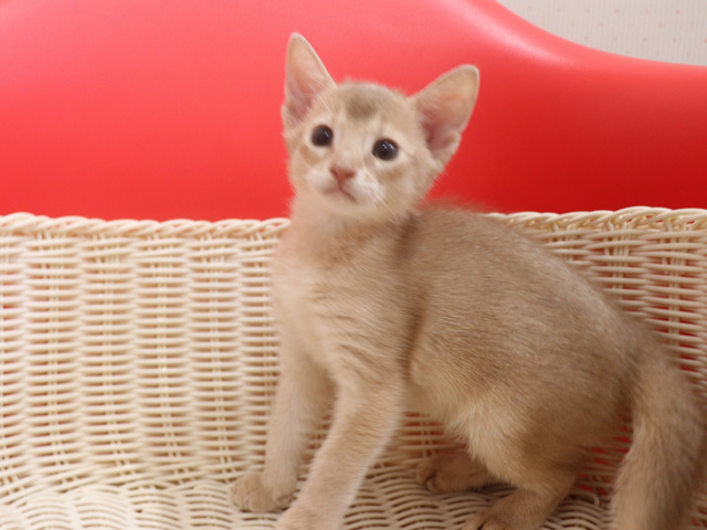 アビシニアンの子猫画像