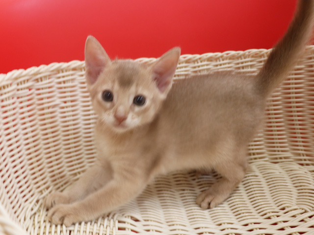 アビシニアンの子猫画像