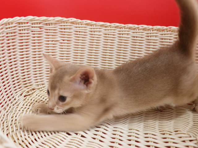アビシニアンの子猫画像