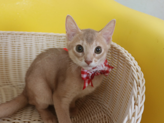 アビシニアンの子猫画像