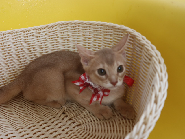 アビシニアンの子猫画像