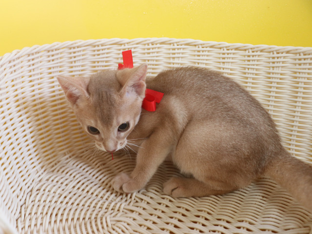 アビシニアンの子猫画像