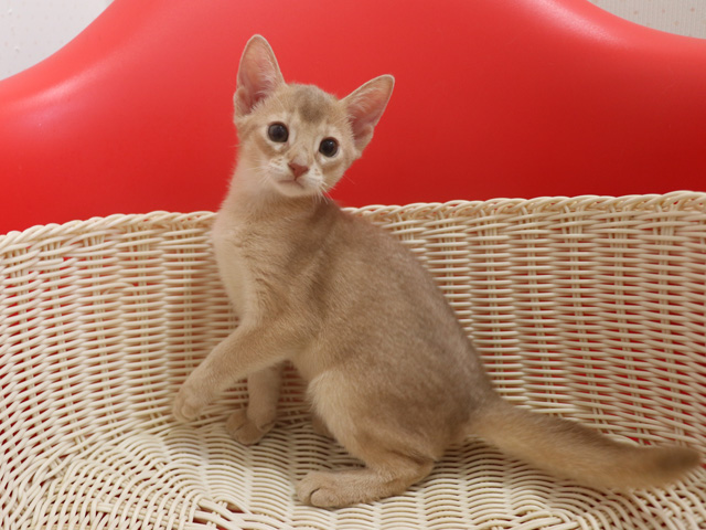 アビシニアンの子猫画像