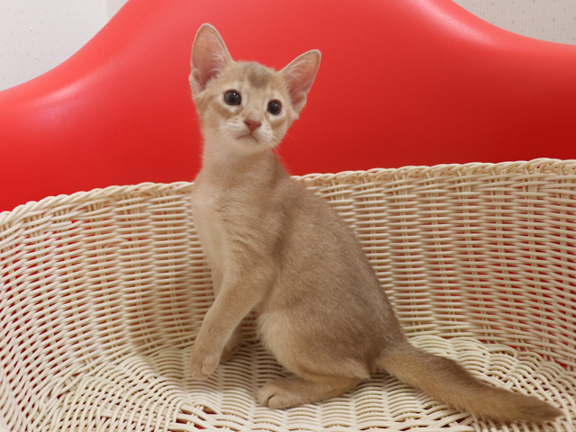 アビシニアンの子猫画像
