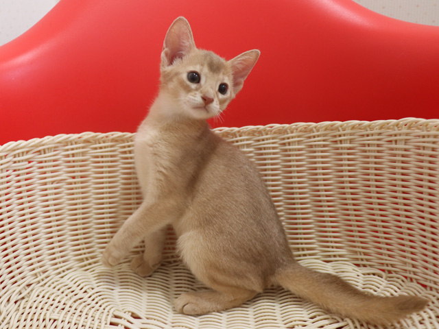 アビシニアンの子猫画像