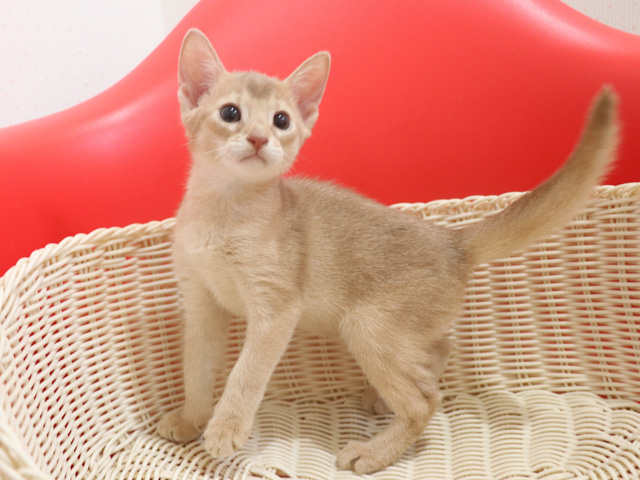 アビシニアンの子猫画像