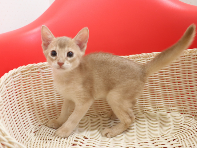アビシニアンの子猫画像