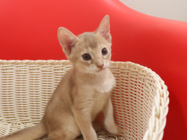 アビシニアンの子猫画像