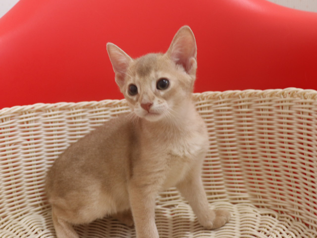 アビシニアンの子猫画像