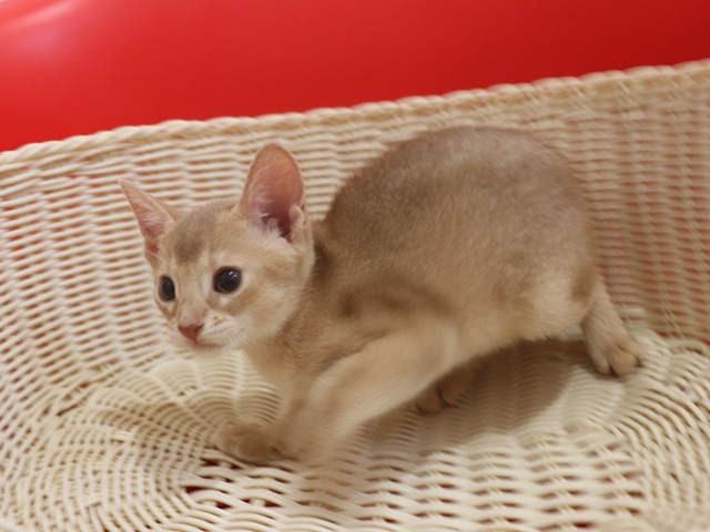 アビシニアンの子猫画像