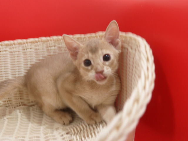アビシニアンの子猫画像