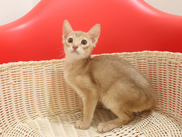 アビシニアンの子猫画像