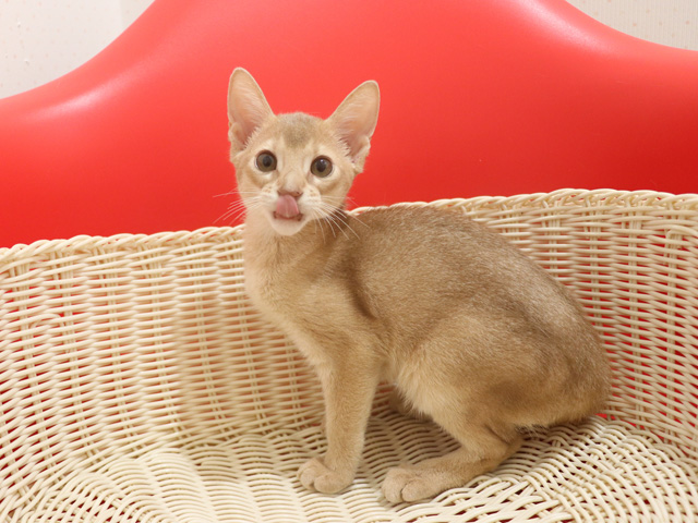 アビシニアンの子猫画像